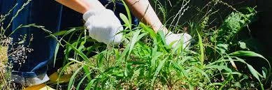 除草作業の効果